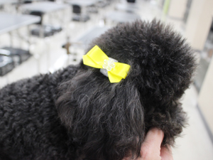 手作りリボンをモデル犬に☆
